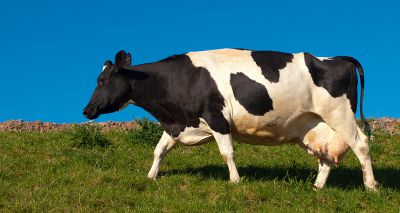 Project to tackle bovine mastitis and reduce AMR